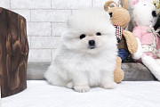 Cute Male and Female Pomeranian Puppies Ready New Homes Salt Lake City