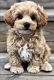 Cute Labradoodle Perth