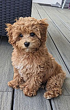 Cute Labradoodle Perth