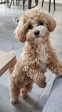 Cute Labradoodle Perth