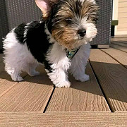 Cute yorkie puppies for sale from Albany