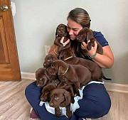 Male and female chocolate lab puppies ready by 6th September. Edinburgh