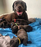 Male and female chocolate lab puppies ready by 6th September. Edinburgh