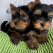 Teacup Yorkie Albany