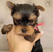 Teacup Yorkie Albany