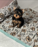 Teacup Yorkie Albany