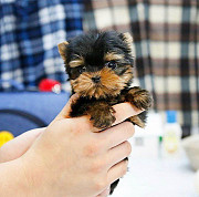 Teacup Yorkie Denver