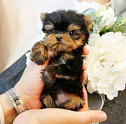 Teacup Yorkie Denver