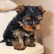 Teacup Yorkie Denver