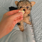 Teacup Yorkie Denver