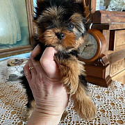 Teacup Yorkie Denver