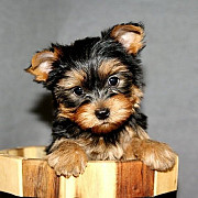 Teacup Yorkie Denver