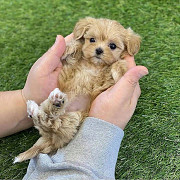 Teacup poodle Salem