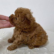 Teacup poodle Salem