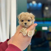 Teacup poodle Salem