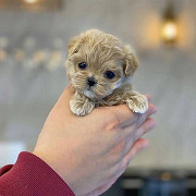 Teacup poodle Salem