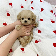 Teacup poodle Salem