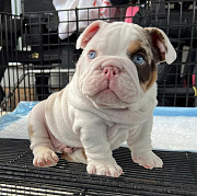 English bulldogs for sale $1000 from Denver