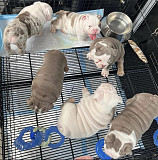 English bulldogs for sale $1000 from Denver