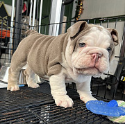 English bulldogs for sale $1000 from Denver