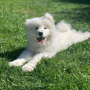 Samoyed Puppies For Sale USA Phoenix