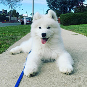 Samoyed Puppies For Sale USA Phoenix