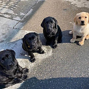 KC registered Labrador puppies Looking a 5* home only! London