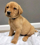 Beautiful & Cutest Male and female Labrador puppies Cardiff