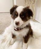 Adorable border collie puppies Cardiff