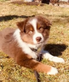 Adorable border collie puppies Cardiff