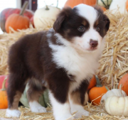 Adorable border collie puppies Cardiff