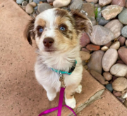 Border collie puppy for adoption from Saint Paul