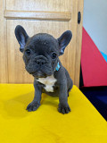 Friendly French Bulldog Puppy Los Angeles