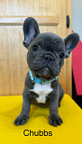 Friendly French Bulldog Puppy Los Angeles