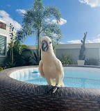 Cockatoo male bird is available Dubai