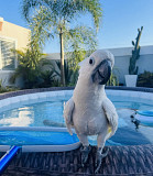 Cockatoo male bird is available Dubai