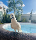 Cockatoo male bird is available Dubai