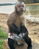 Available female and male capuchin monkeys from Umm al Qaywayn