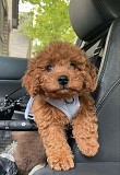 Maltipoo dog for sale from Brooklyn