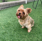 Maltipoo dog for sale from Brooklyn