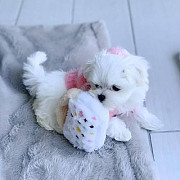 maltese puppies for adoption Edinburgh