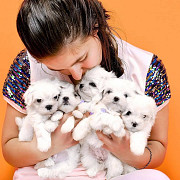 male and female maltese pups for new homes Belfast