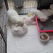 maltese puppies for new homes Edinburgh