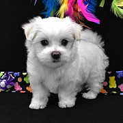 maltese puppies for new homes Edinburgh