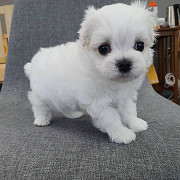 maltese puppies for adoption Edinburgh