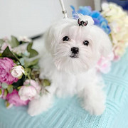 cute maltese puppies for looking for new homes Belfast