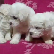 cute maltese puppies for looking for new homes Belfast