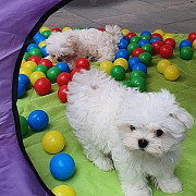 lovely maltese puppies for new homes Edinburgh