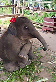 Baby elephant from Albany