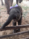 Baby elephant from Albany